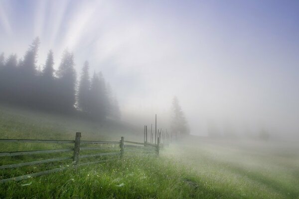 Foggy June morning in the village