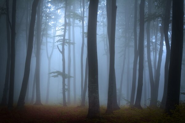 Fitta foresta nebbiosa