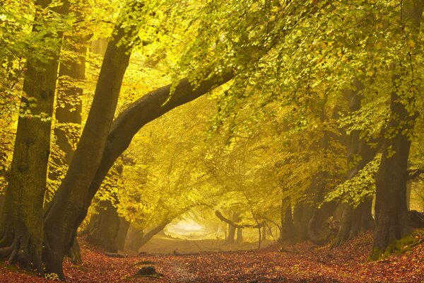 Dichter gelber Herbstwald