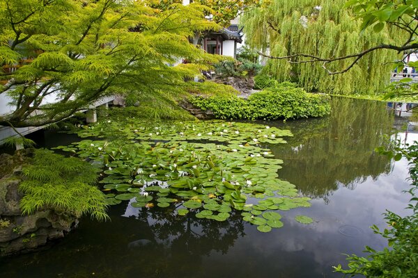 Ein Teich mit Seerosen. Haus am Wasser