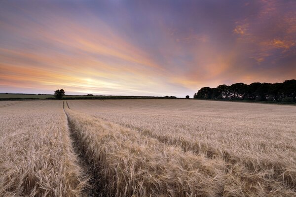 Puesta de sol en un amplio campo de trigo