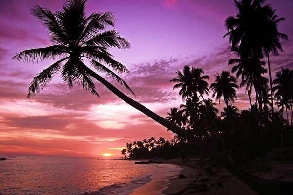 Tramonto rosa su un isola con palme