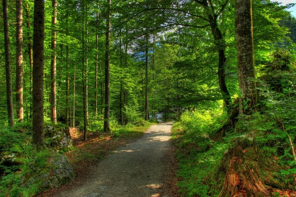 Bagliore mattutino sul sentiero della foresta