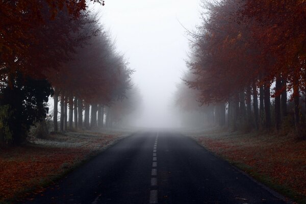 Camino en el bosque de niebla