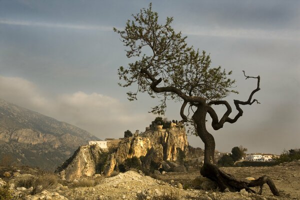 A crooked tree among the rocks