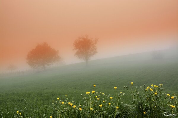 Thick fog. Trees and flowers in the field