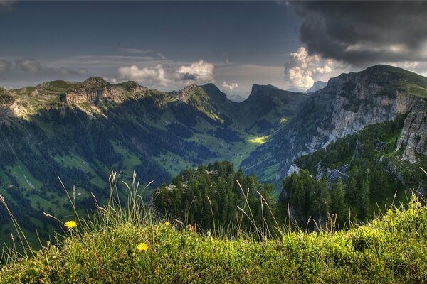 Especies de montaña Schweitzer. Hierba y flores