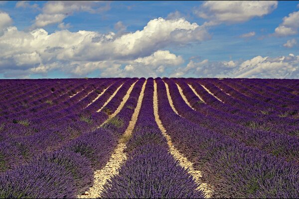 Lavendelfeld der Blumen in Frankreich