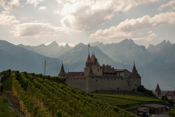 Weinberg am alten Schweizer Schloss