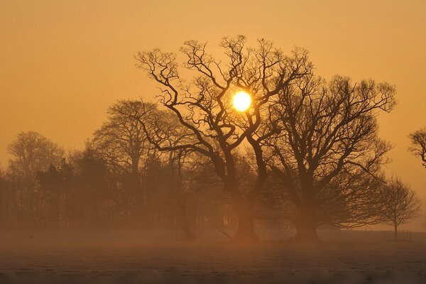 Trees at sunset in a foggy field