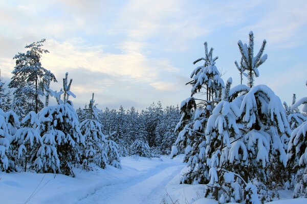 A road in a beautiful snow-covered forest