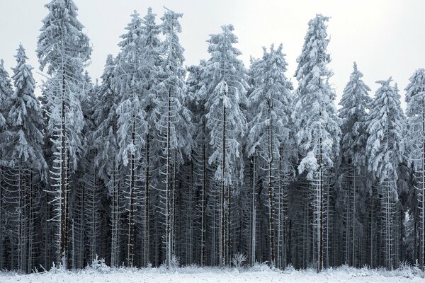 Silent grey winter forest