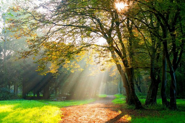 Autumn park in the rays of the sun