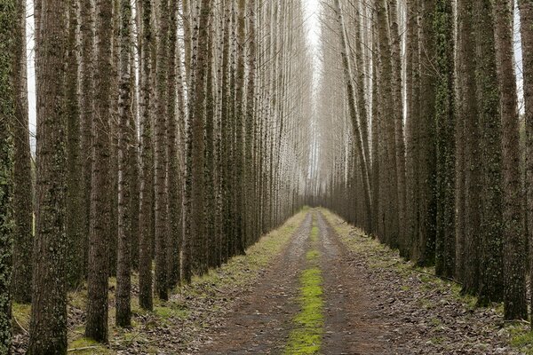 Route entre les grands arbres