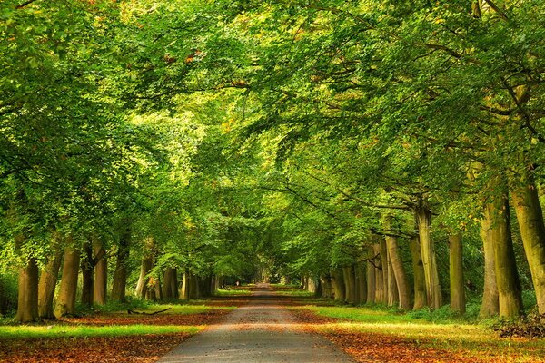 Schöne Waldstraße im Herbst