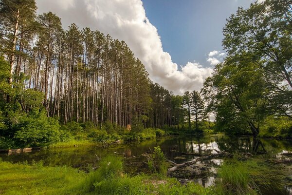 Belle nature. Forêt d été vert, lac