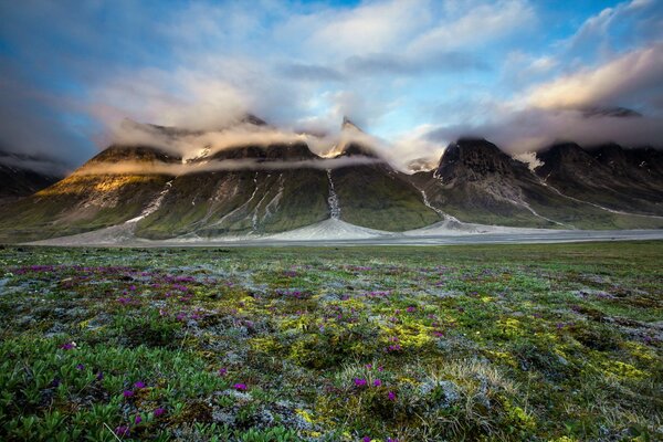 Fleurs sur le flanc de la montagne