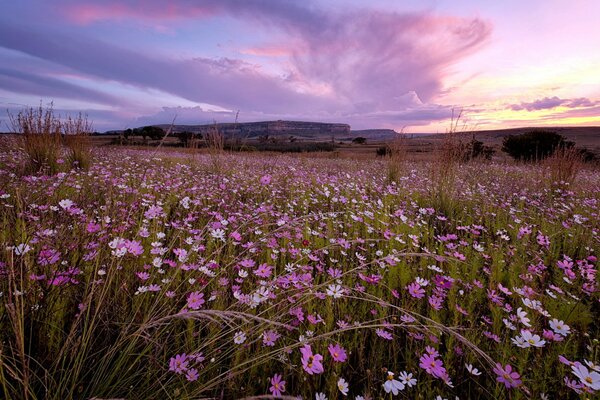 Fleurs roses au coucher du soleil