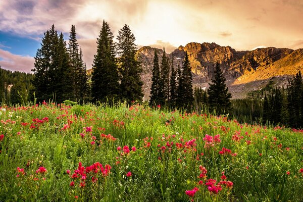 Sunrise on the background of a clearing with pink flowers, forest and mountains