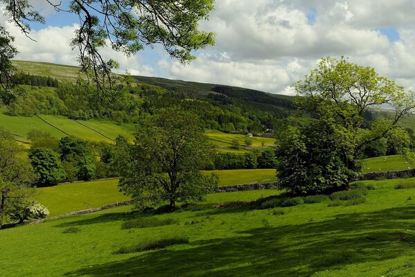 England, pasture with trees, fields