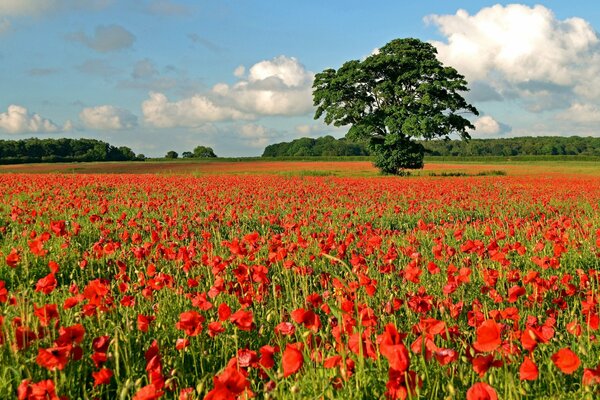 Amapolas rojas en el valle con un árbol solitario