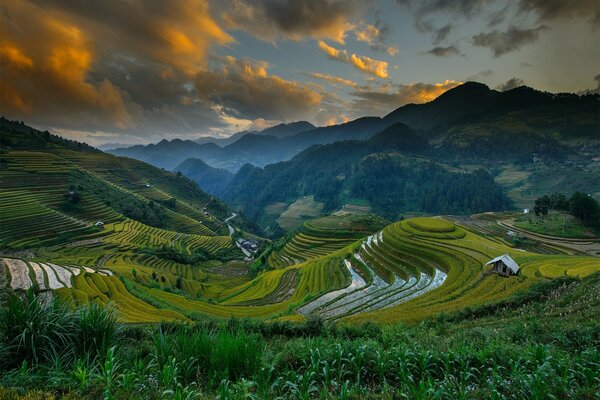 Champs sur les collines en été en Chine