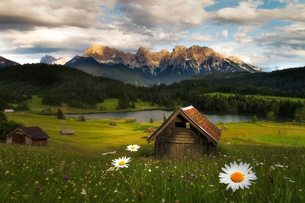 A small wooden house on the background of mountains in a chamomile field