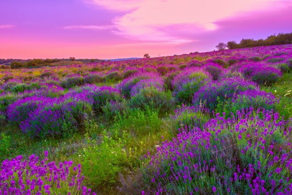 Hermoso cielo y campo de lavanda