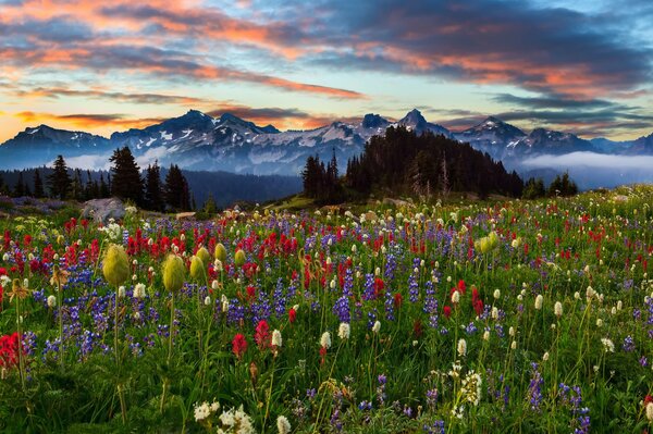 Paisaje. Naturaleza, Jardín, puesta de sol y montañas