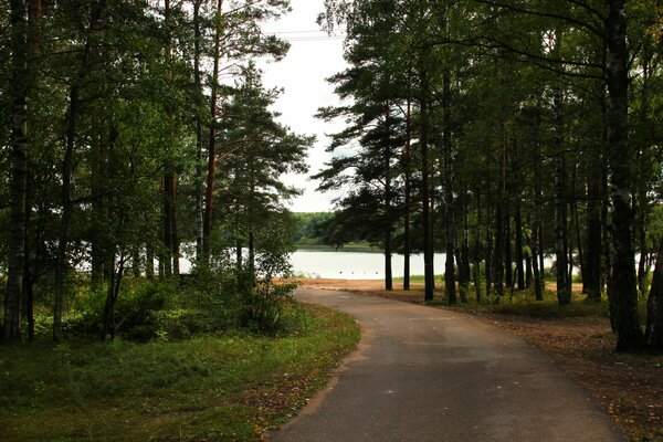 The road to the lake through the forest