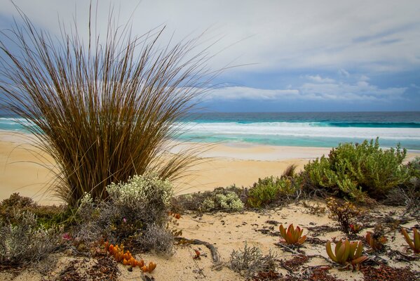 Mer bleue. Plage sableuse. Herbe pittoresque