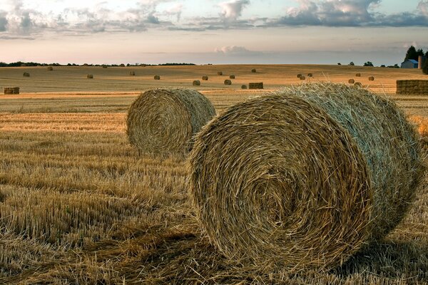 Hay rolls in the field after harvest