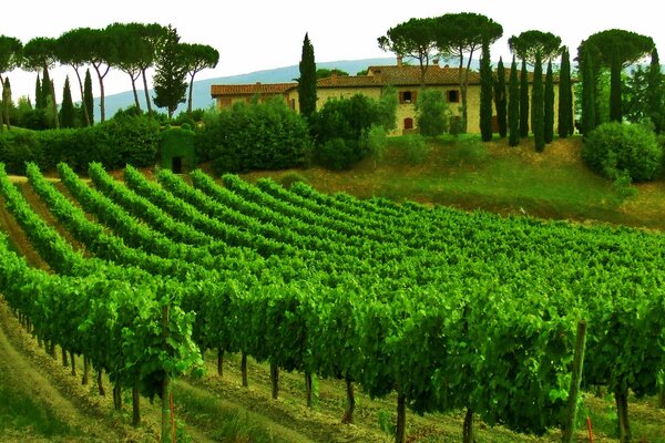 Vino de Italia provincia de Toscana