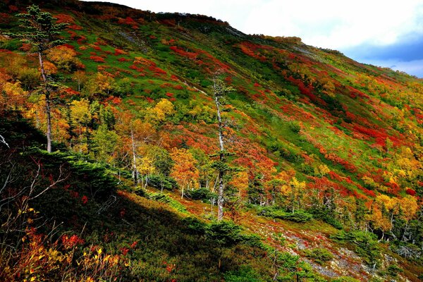 Paesaggio autunnale di alberi sulla montagna