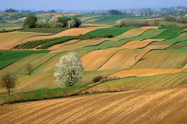 Un campo en el que hay varios árboles