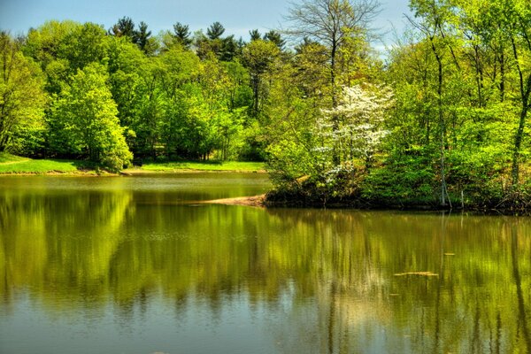 die USA. Wald. Sommer. Der Fluss