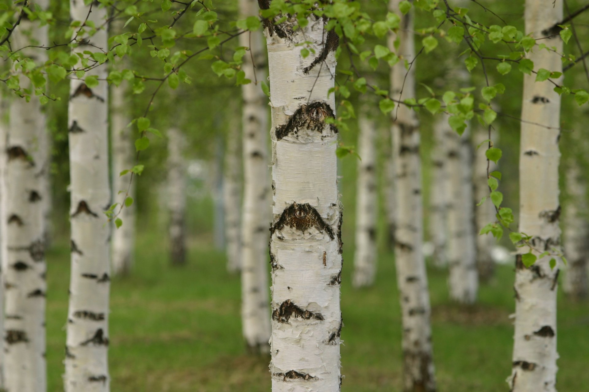 bosquet forêt