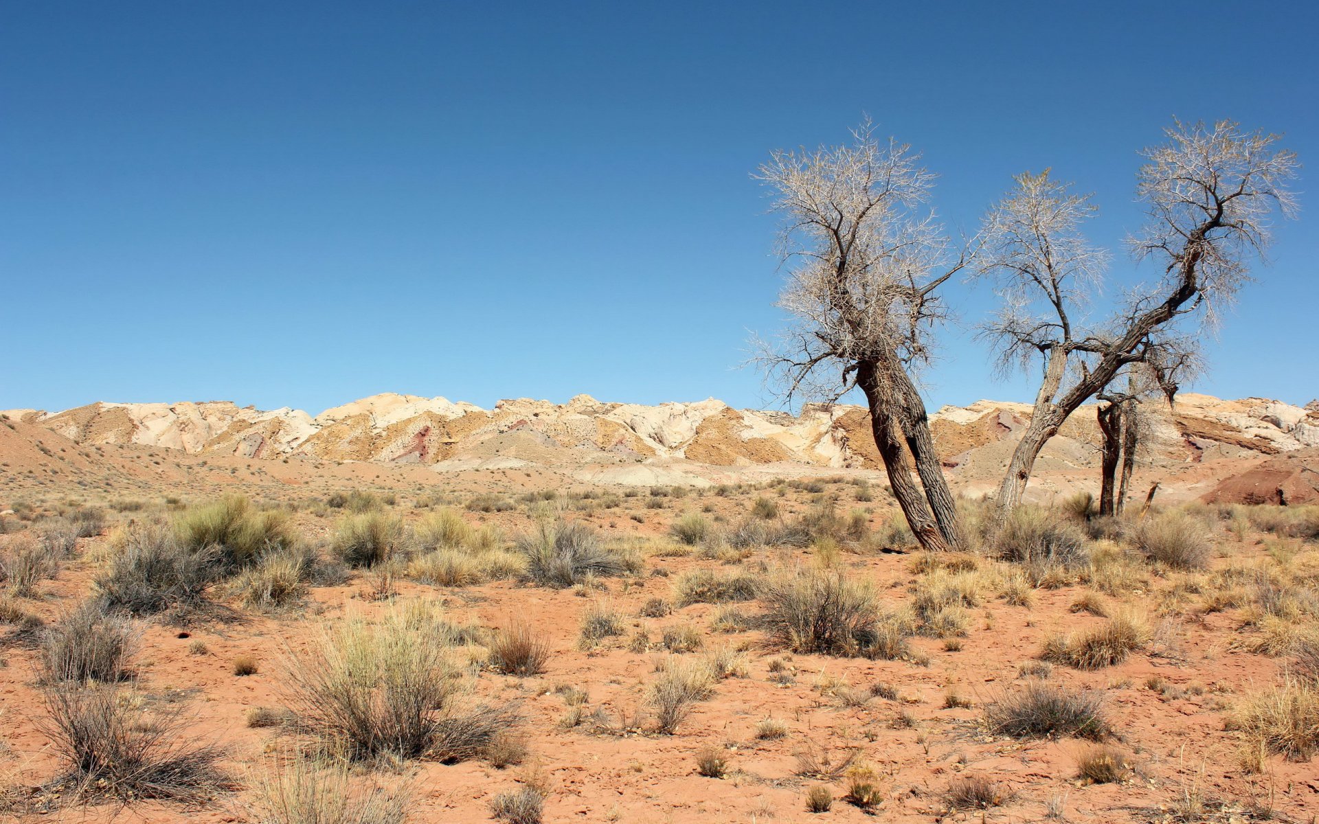 desierto árboles paisaje