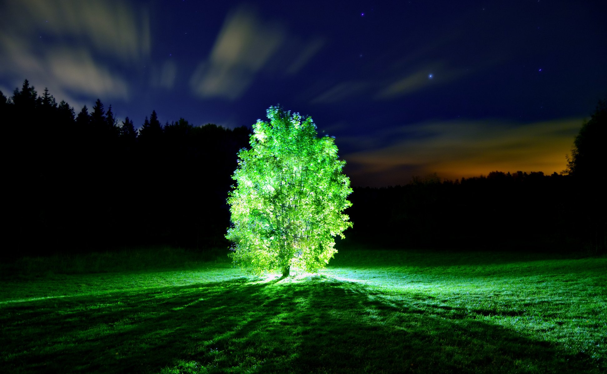 baum licht glühender baum nacht