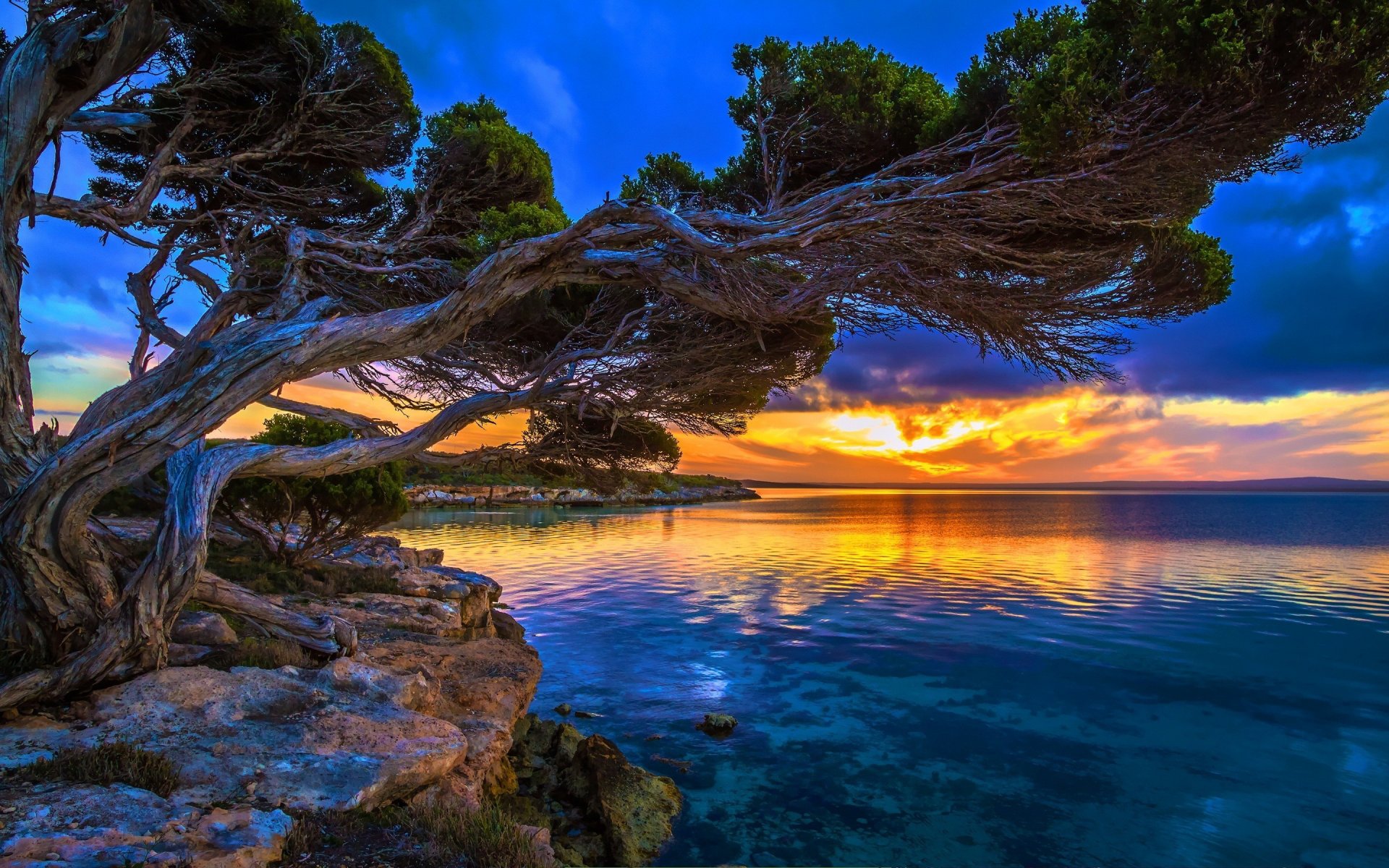 tree trunk bark form water surface surface of reflection sky clouds light dawn sunset