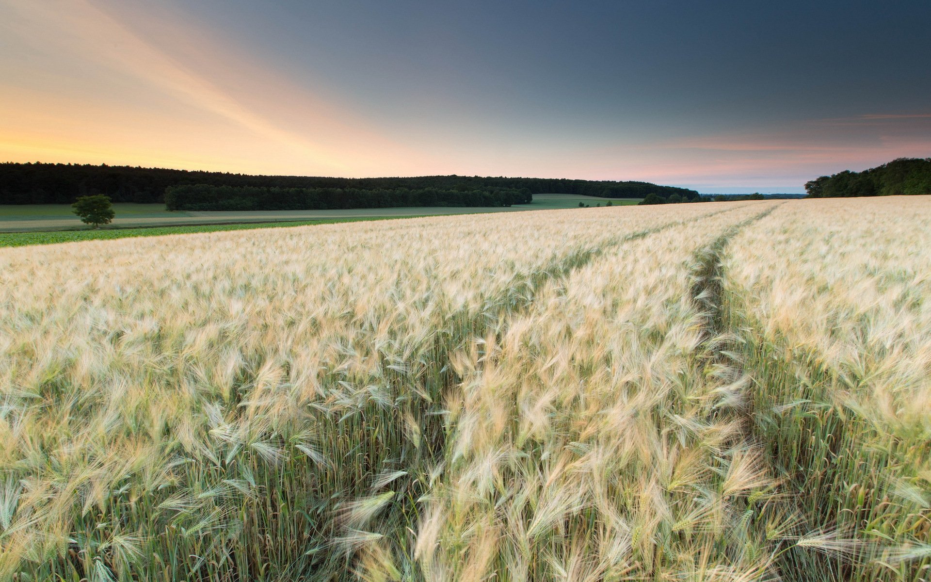 campo spighe tramonto paesaggio