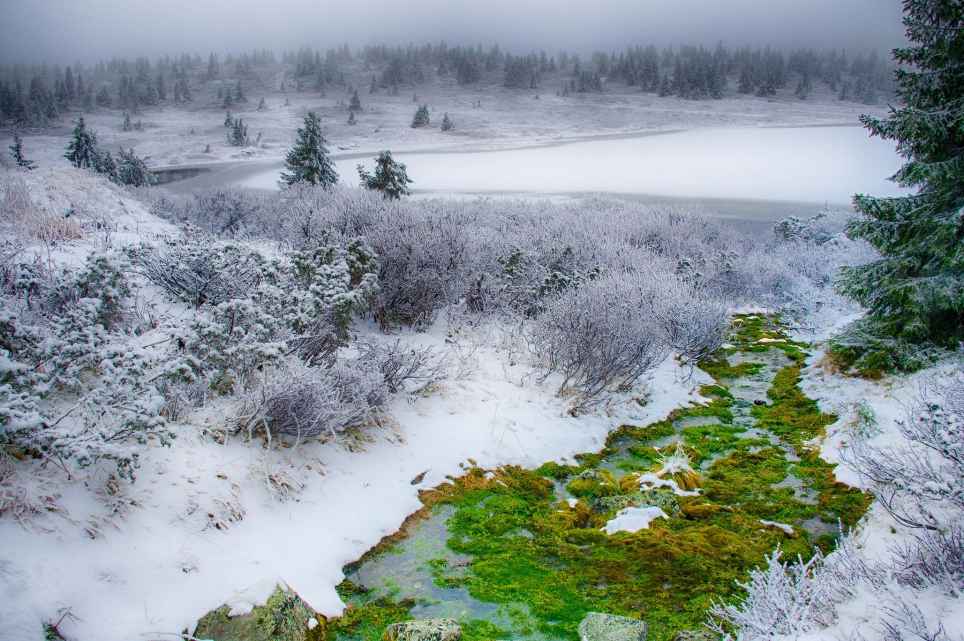 amy winter schnee gras grün moos tanne weihnachtsbaum feld büsche winter grün busch weihnachtsbaum baum wald natur hd