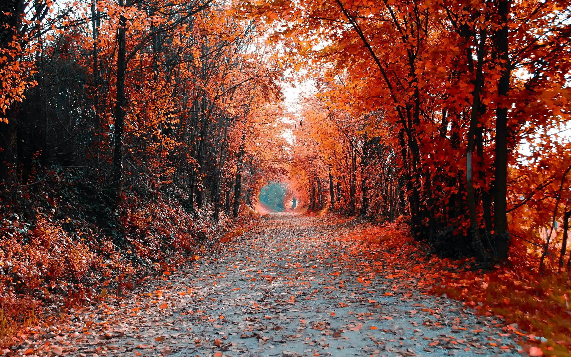 camino árboles paisaje otoño color