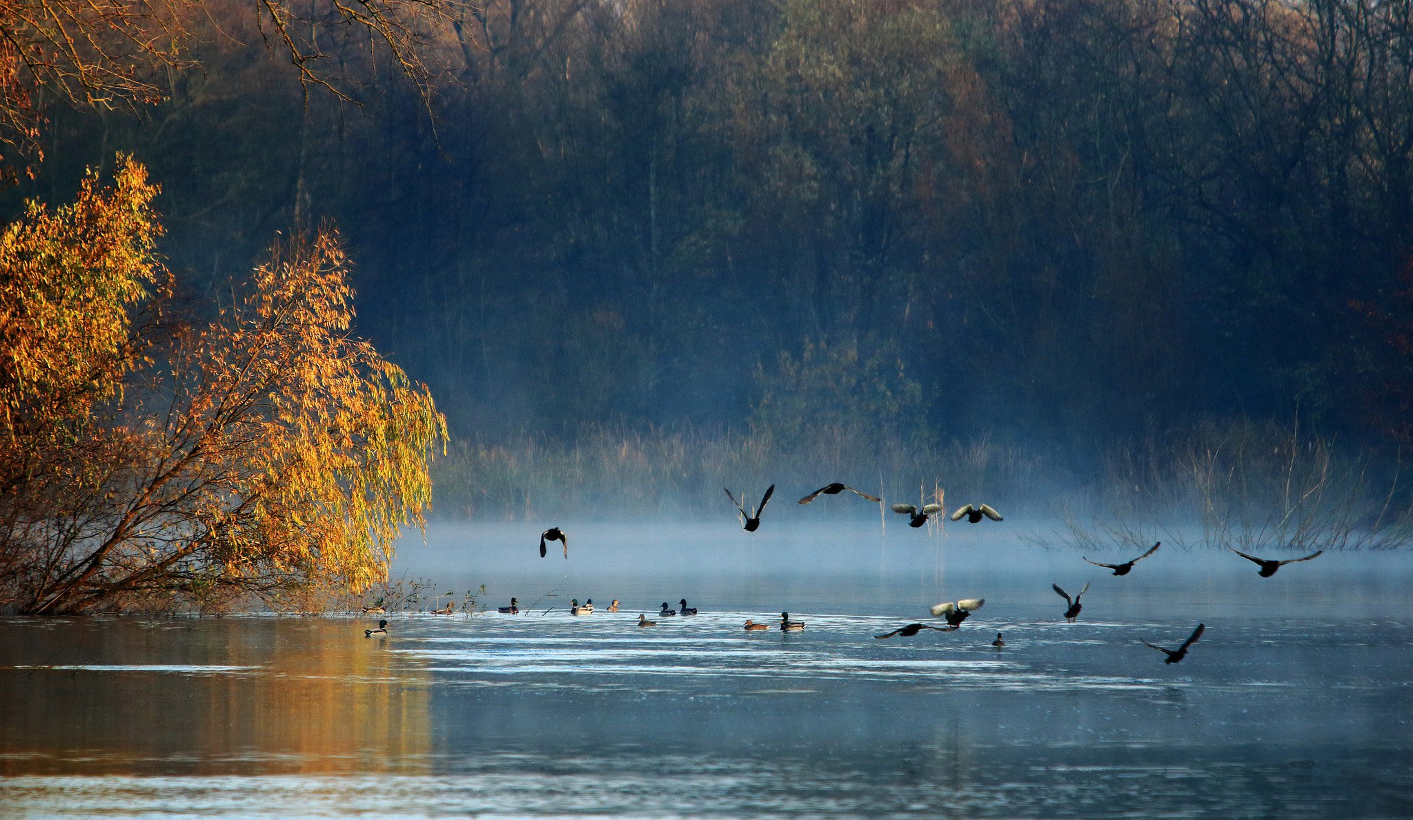 jesień las jezioro ptaki kaczki