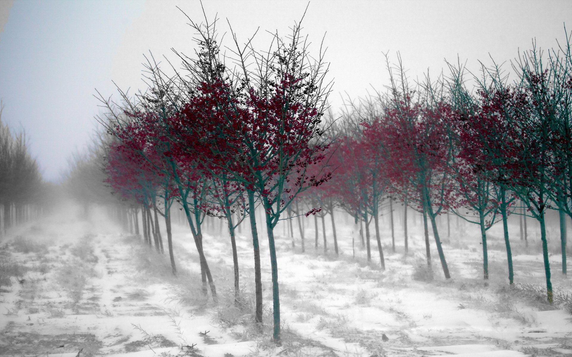 jardin arbres brouillard paysage