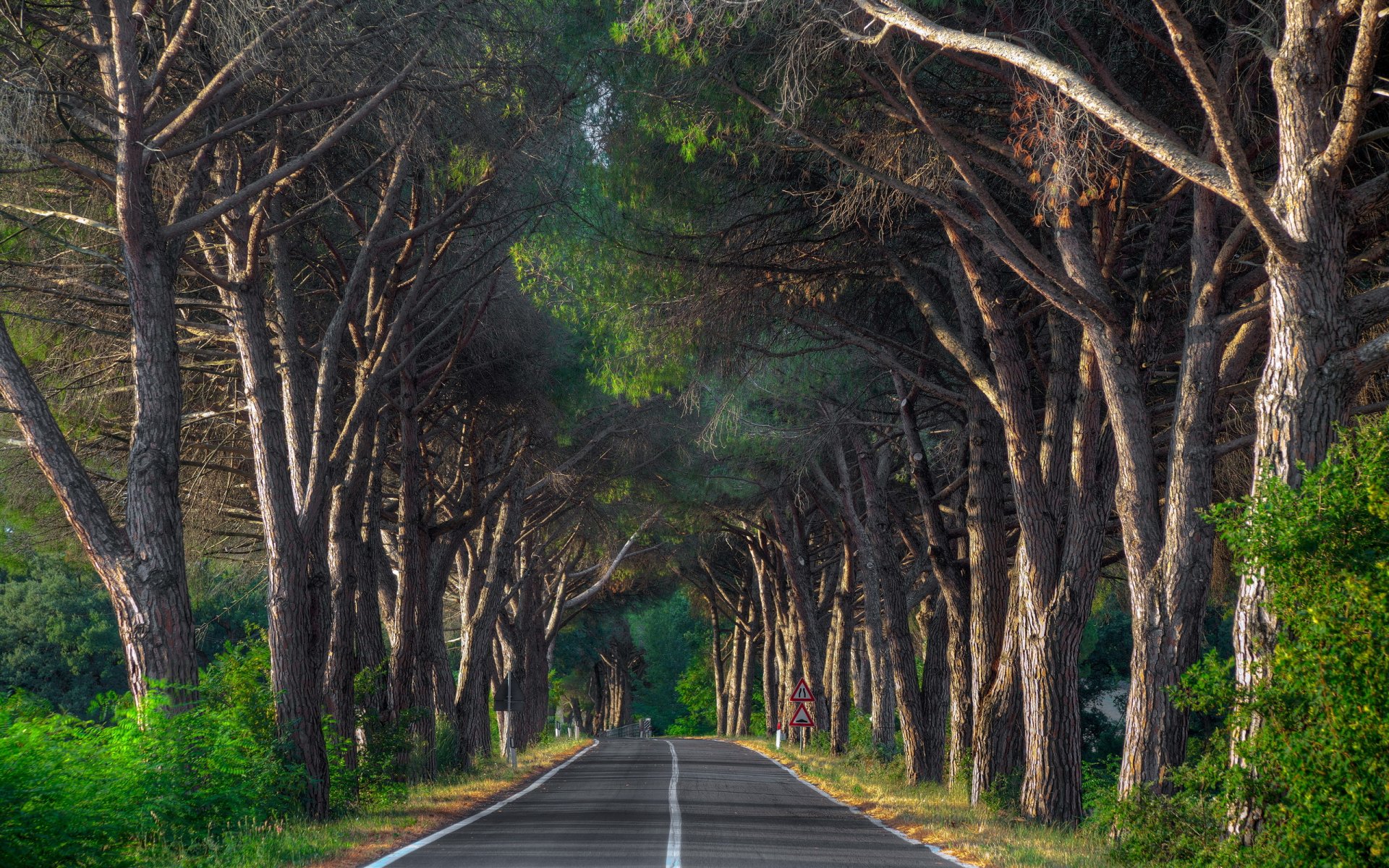 route arbres paysage