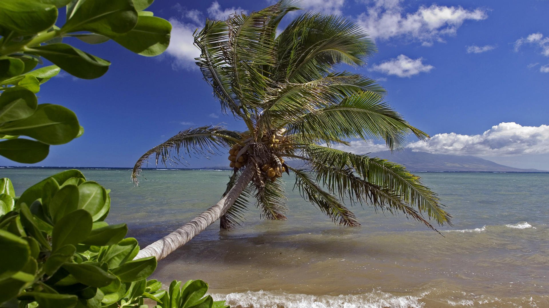 ea palma verer beach leaves waves sky