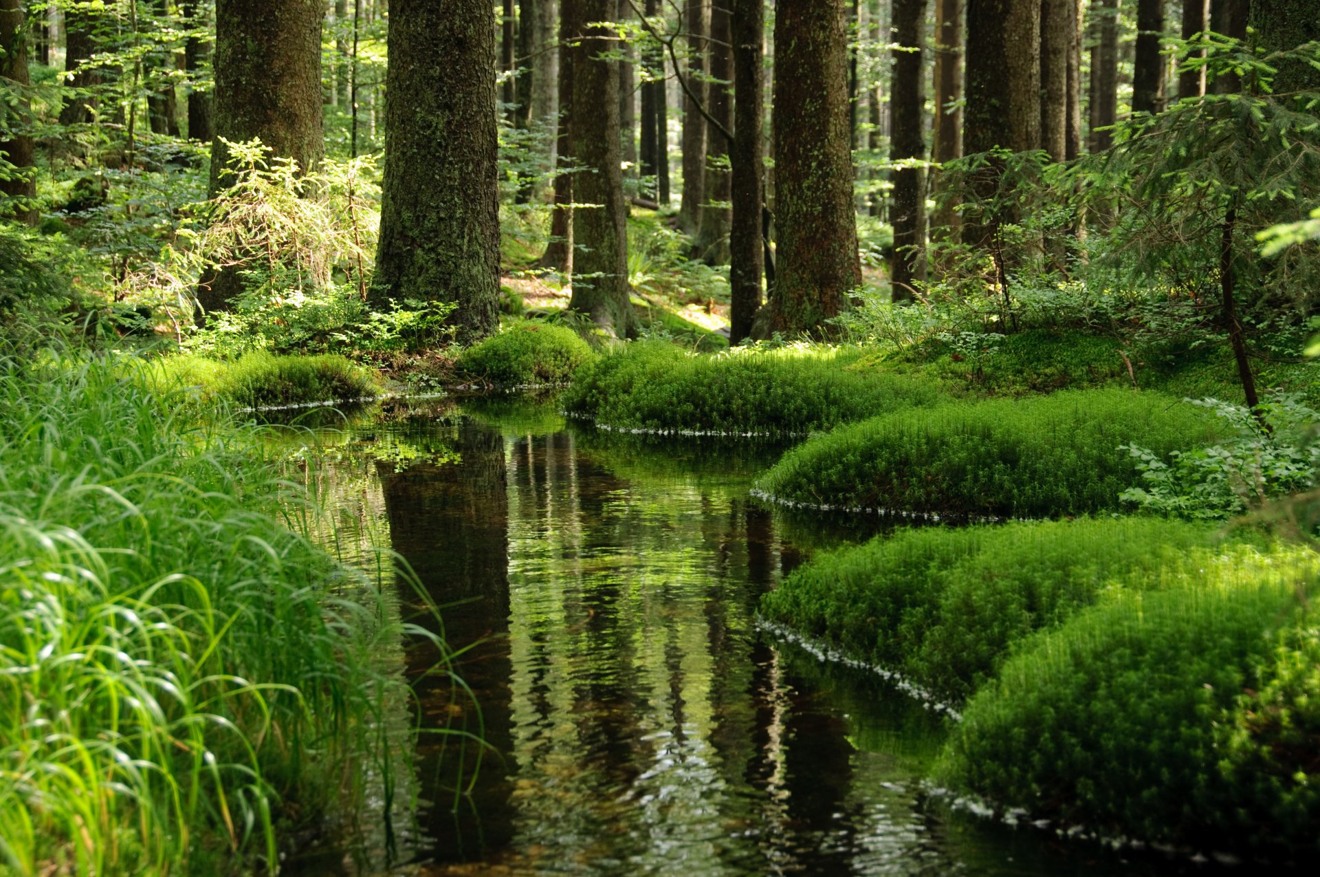 landscape nature forest