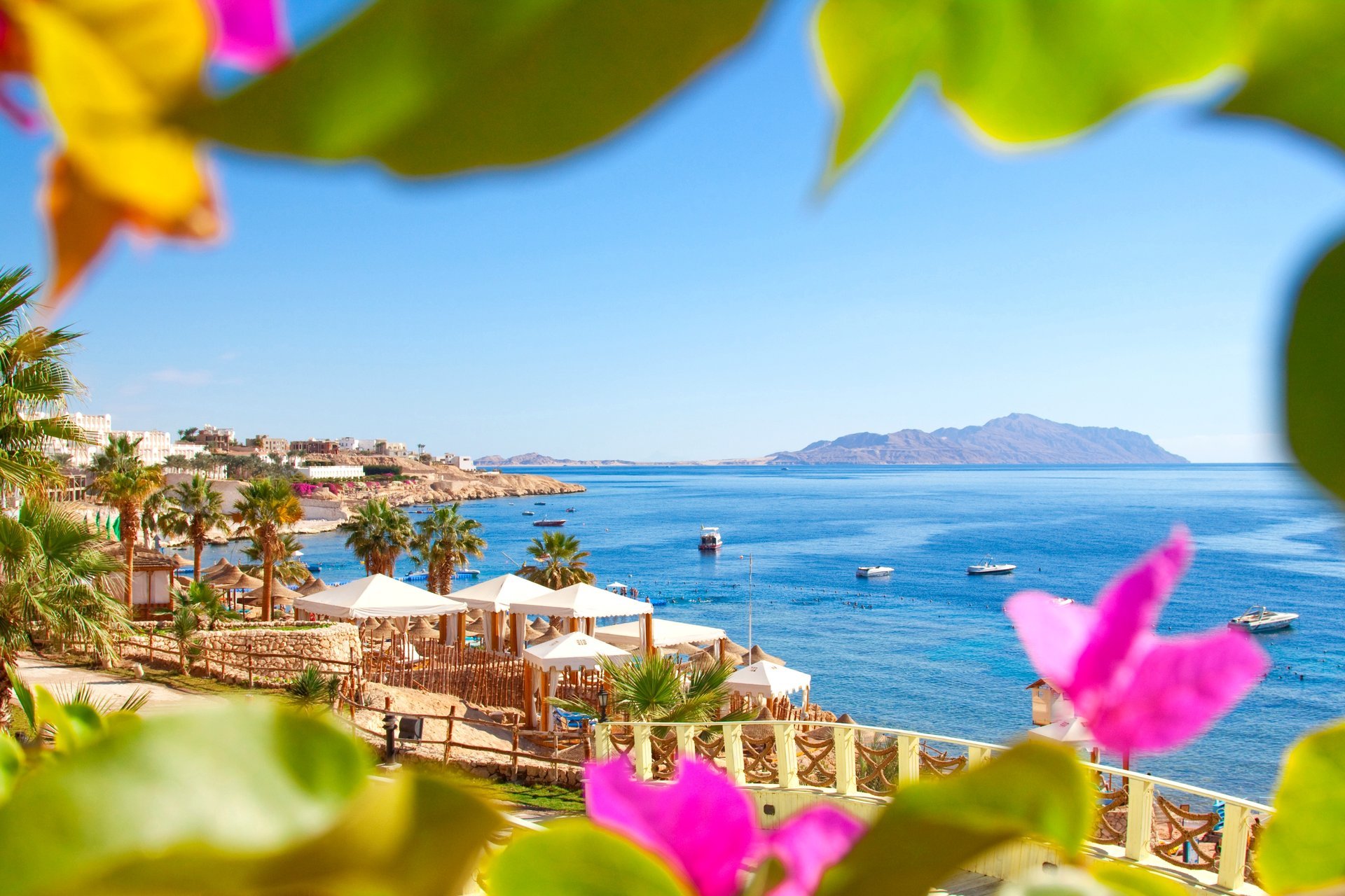 egypt resort beach palm leaves sea nature