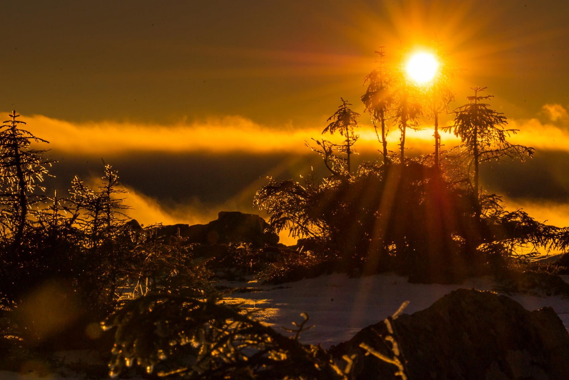 mañana luz del sol neblina árboles nieve invierno